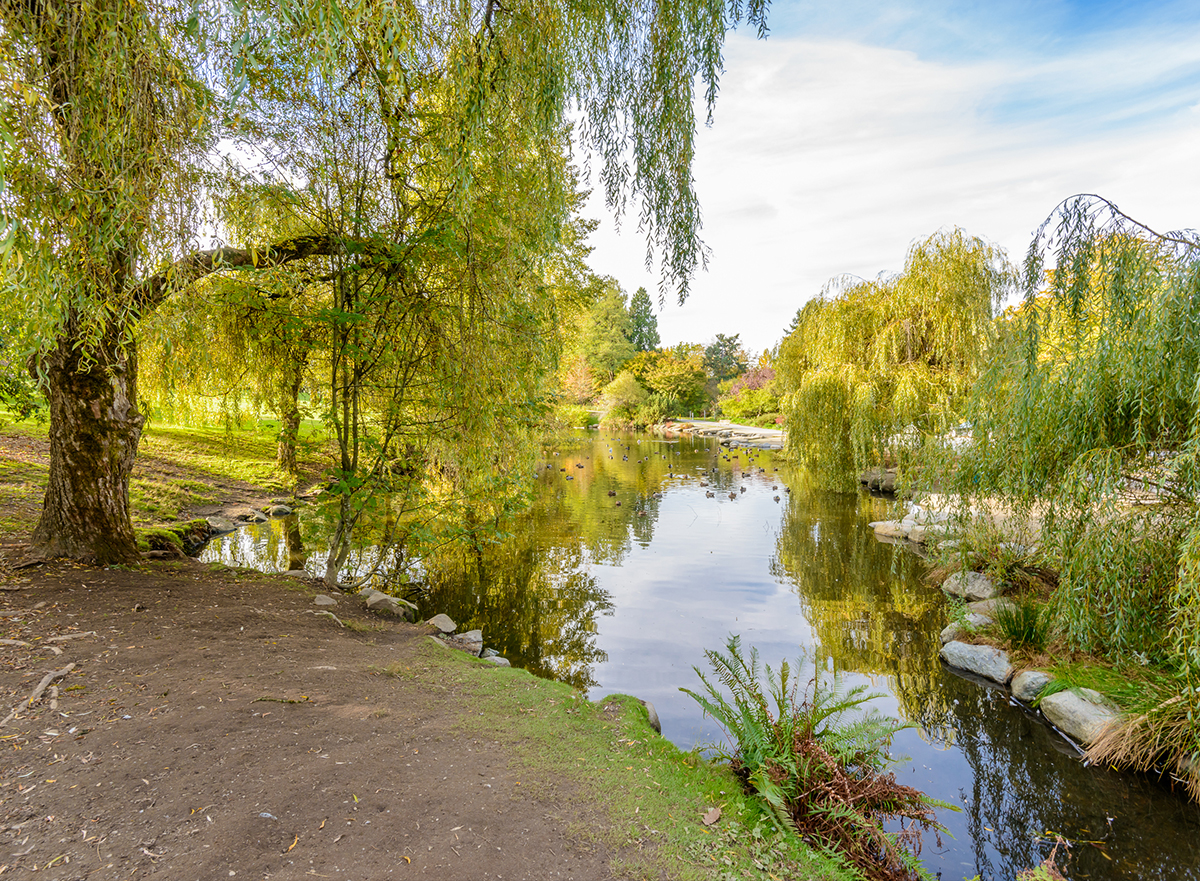 A weeping willow over a calm, mirror-still pond